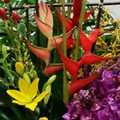 Large Tropical Arrangement (1470203024)